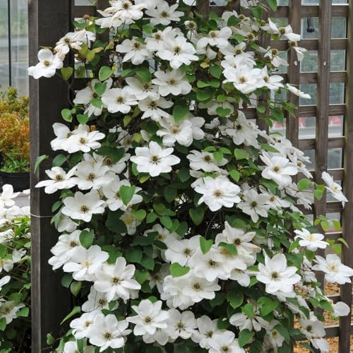 Clematis 'Mrs George Jackman'. 9cm Plant x 2. Pure White Climbing ...