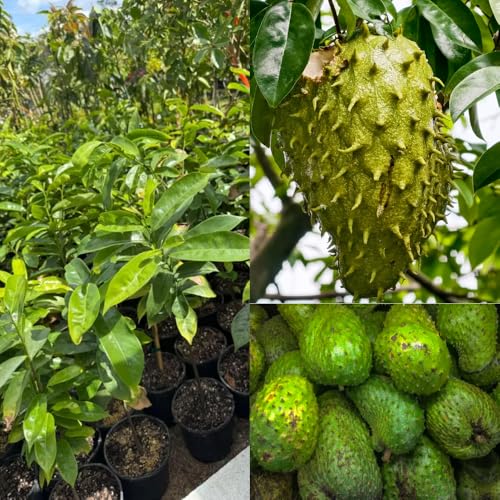 Soursop Tree Plant Live, Well Rooted Sweet Soursop Fruit Plants,