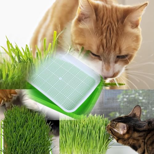 Image of Seed Sprouter Germination Tray with Drain Holes, Nursery Tray, 500ml Empty Spray Bottle, Germination Paper Soil-Free Wheatgrass Sprouting Growing Kit for Garden Home Office (Pack of 1)