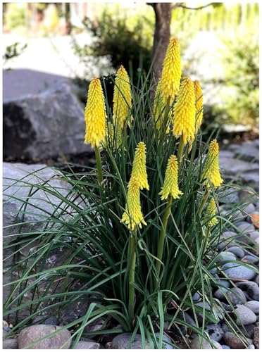 Stauden Gänge 1 x Kniphofia ‘Lemon Popsicle’ (Winterhart/Staude/Dauerblüher/Bienenferundlich/Mehrjährig) Fackellilie Gelb - Zitronengelbe Blüten, die den Sommer erhellen