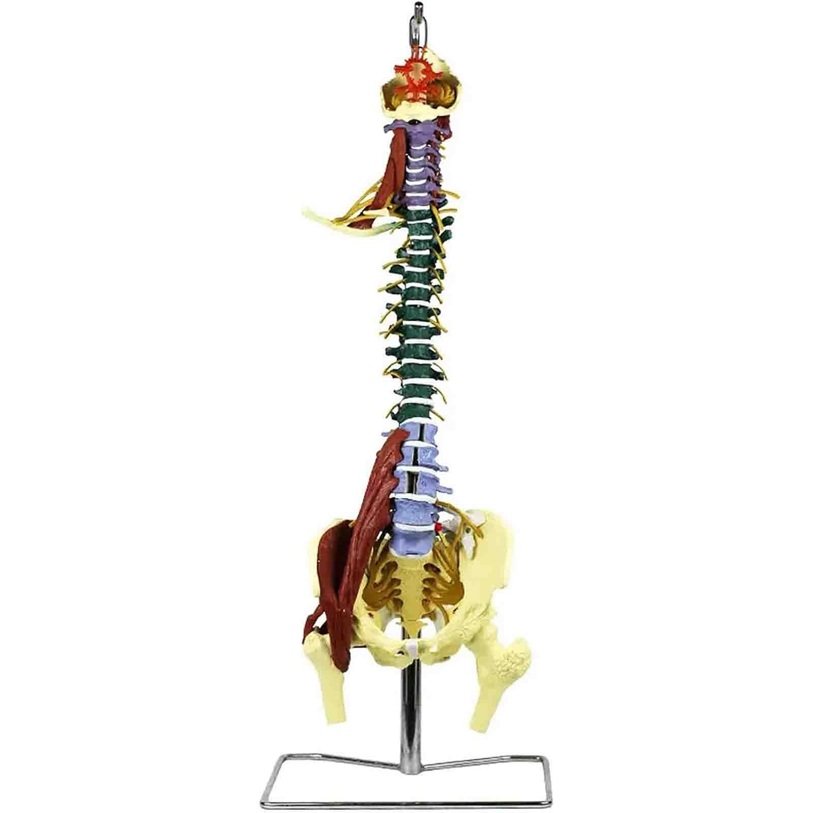 Modelo anatómico de la columna vertebral de 85 cm, con codificación | With Herniated Disk Nerves Arteries Pelvis and Muscle for Medical Teaching