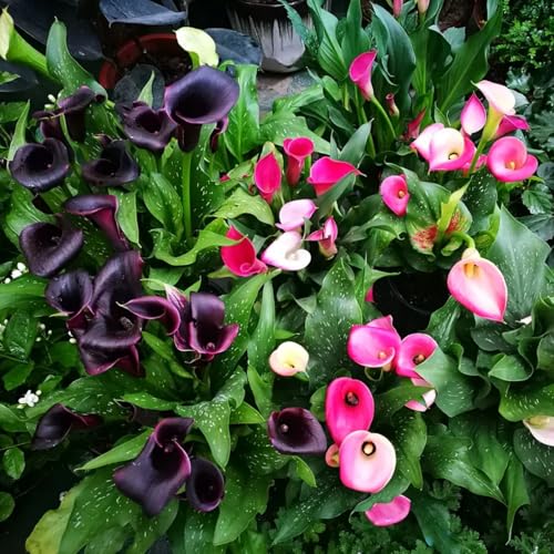 Bulbi di Calla Decorativi in ​​Vaso per Balcone, Coloratissimi Gigli di Calla-8bulbi-A