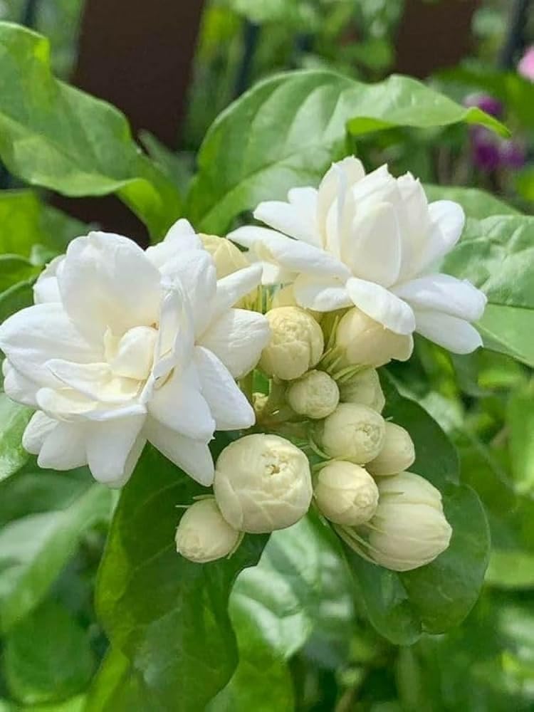 Live Mogra Plant with Pot | Arabian Jasmine Flower Plant | Live Mogra Plant with Sweet Scented White Flowers | Fragrant Indoor Outdoor Flowering Plant for Home Garden Balcony Terrace Decor | Pack of 1-image-37