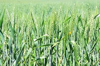 Green World HD-2851 गेहूं के बीज कृषि और खेती के लिए (5 Kgs x 1 का पैक) : Amazon.in: बाग-बगीचा और आउटडोर