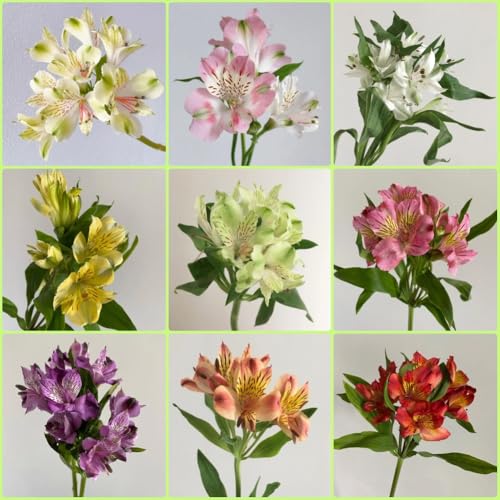 Semillas de alstroemeria - semillas de aptas para las abejas pradera silvestres exóticas pradera mariposas balcón para lugares 250pcs