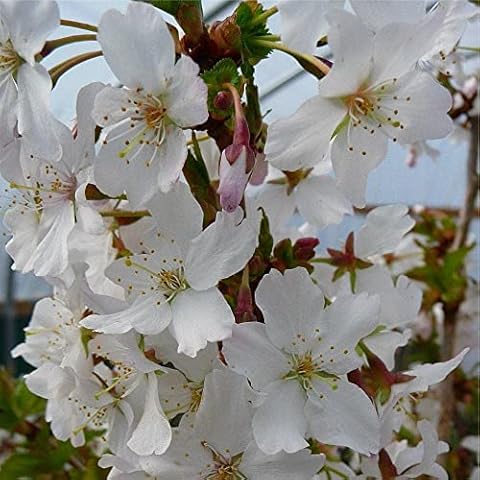 Prunus Brilliant Plant - Alpine Cherry Bush Cover