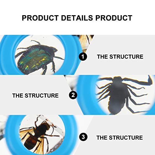 Toyvian Conjunto de Lupa de Amostra de Resina de Insetos 4 PeÃ§as Transparente VÃ¡rias Amostras de I