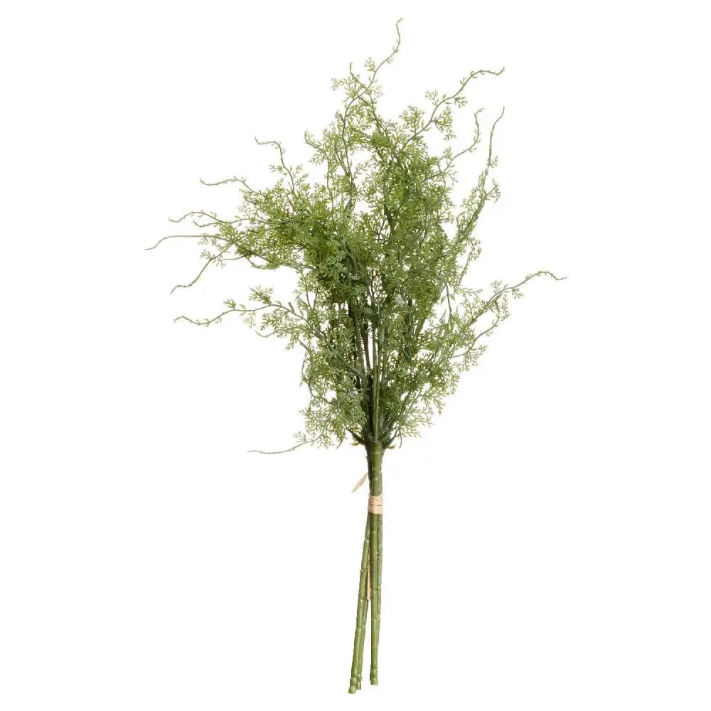 The Recipe Asparagus Fern Bunch