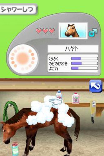 Amazon | カジュアルシリーズ2980 Petz Horsez ホースズ