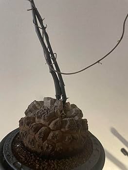 長谷川 ナーセリー 産 鶴仙園購入 亀甲竜 ディオスコレア・エレファンティペス Amazon.co.jp: 長谷川 ナーセリー 産 鶴仙園購入 亀甲竜