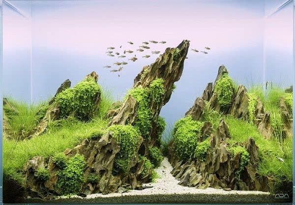 Kamienie do akwarium lub terrarium - naturalna dekoracja akwarium - morskie skały ozdobne - odpowiednie do biotypu Iwagumi - wspomagają filtrację wody - 10kg Dragon