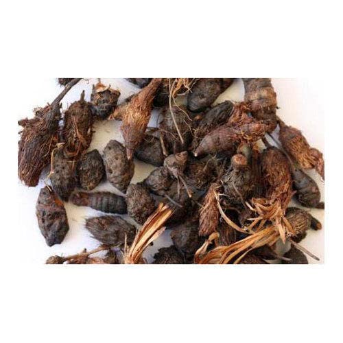 Buy Korai Kilangu (Kizhangu) Roots 250g / nagarmotha / Cyperus Rotundus / Nut Grass Root by