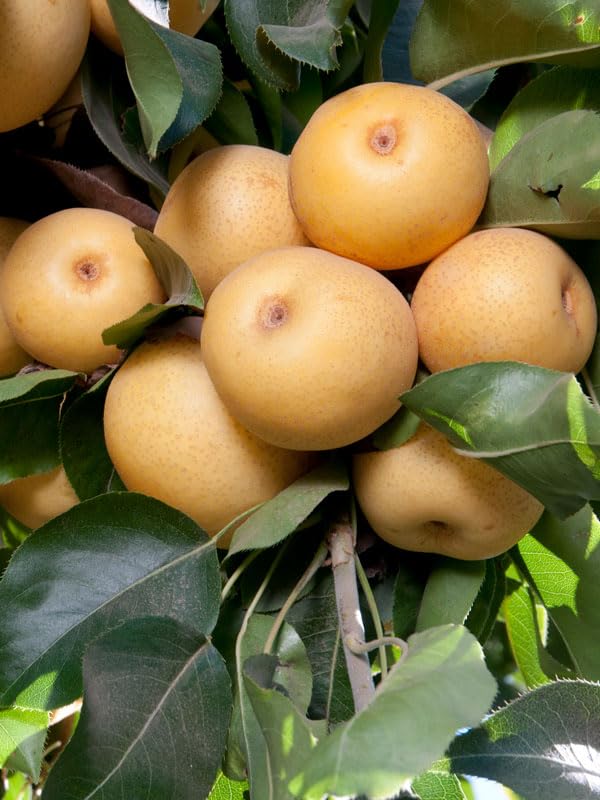 20th Century Asian Pear Tree 'Nijisseiki' - Live Fruit Plant Shipped 3 Feet Tall by DAS Farms