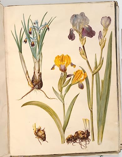 Poster Iris Persica par Hans Simon Holtzbecker décoration murale toile SERENDIPITP 50x70cm