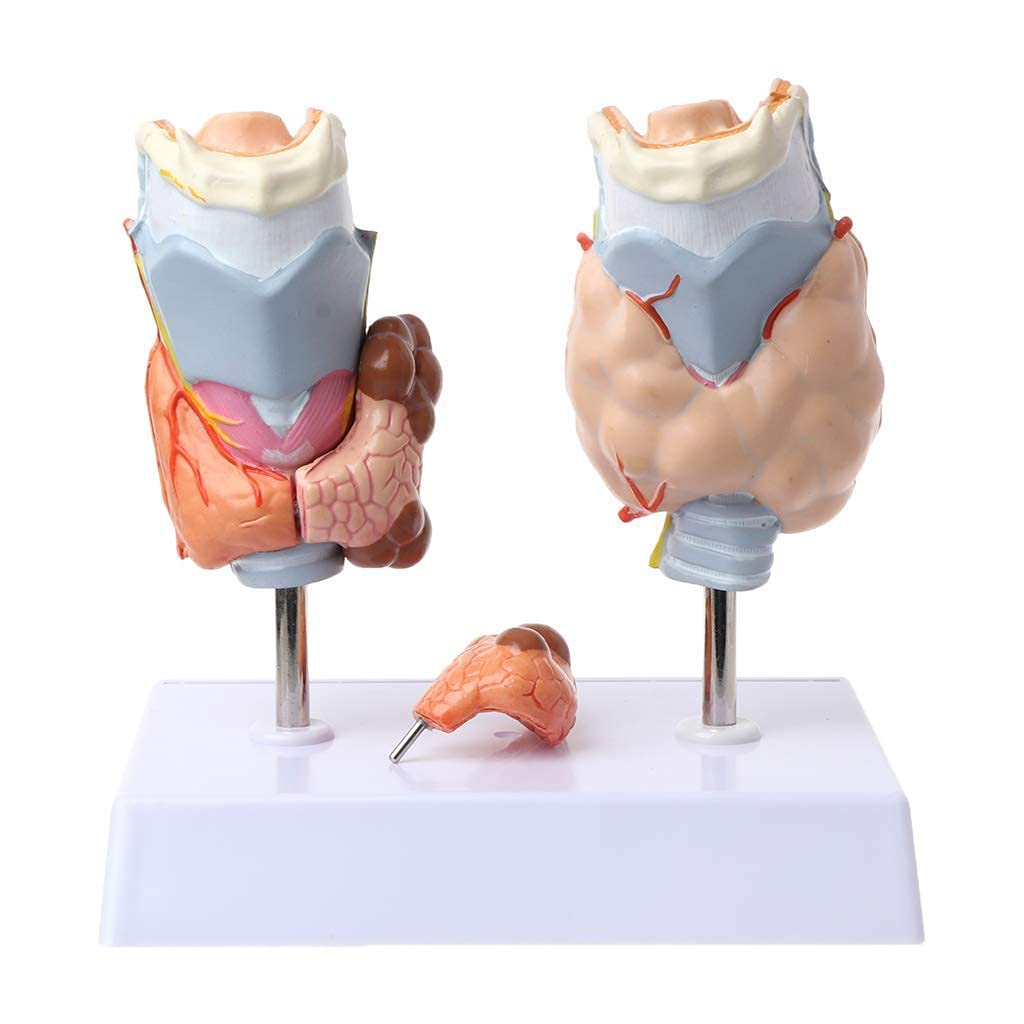 Buy Medical Models, Anatomy Model Students, Medical Teaching Model, Human Thyroid Anatomical