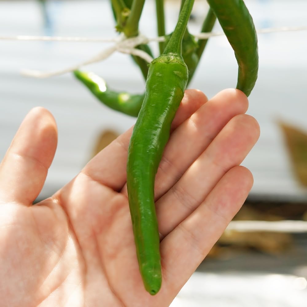 Amazon.co.jp: 【八ヶ岳 高原野菜】国産 青唐辛子 生とうがらし 500g