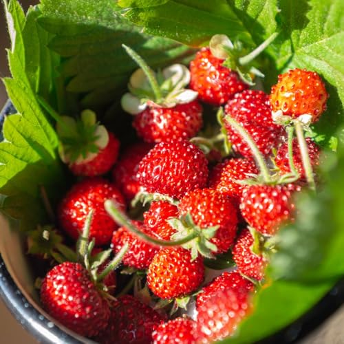 Strawberry Regina Seeds Sweet Juicy Red Fruits Perfect for Containers Hanging Baskets and Beds Compact Habit Easy to Grow High Yielding Summer Favourite 1x Seed Packet by Thompson and Morgan