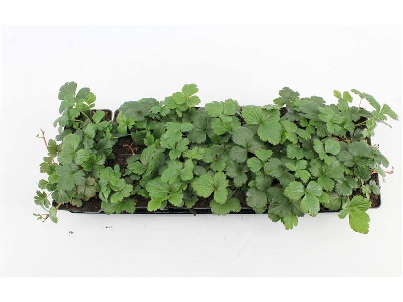 Waldsteinia ternata – 100 Stück – Winterhart, Immergrün, Pflegeleicht...