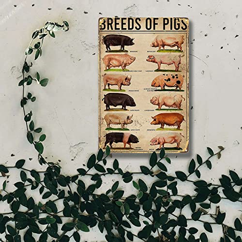 Rniiopx Retro Tin Sign Types Pig Poster Pigs Poster Breeds Pigs Poster Iron Poster Painting Tin Sign Vintage Wall Decor Decoration Crafts Bar Garden Bedroom Restaurant 8X12 Inch-Tin Painting thumb #2