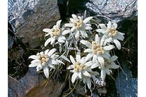 50+ White Edelweiss Ground Cover Flower Seeds for your Perennial Garden