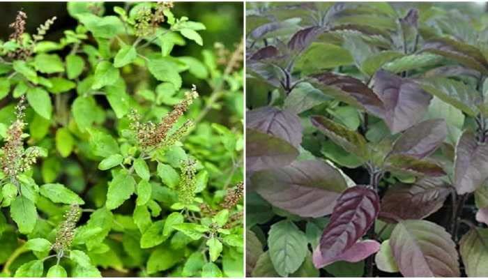 Seed Wala 2 Variety of Rama Tulsi, Krishna Tulsi Plant Seeds for home gardening (300 seeds each) (B0BK1YY4FY) Amazon Price History, Amazon Price Tracker