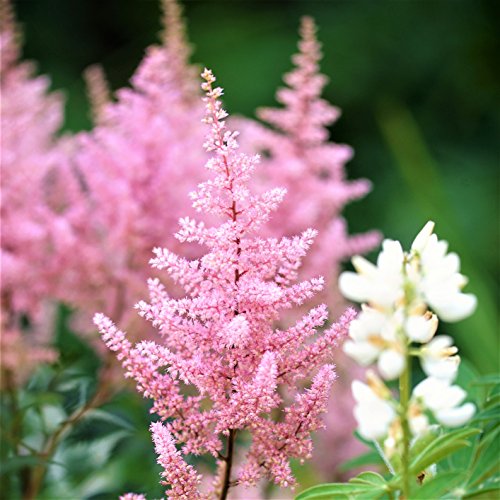 Easy to Grow Astilbe Europa 1 Plant Bareroot - Summer Pink Blooms in Shade Pollinator Friendly Flowers (False Spirea Goats Beard)