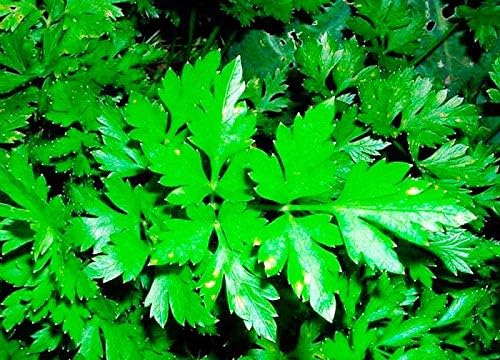 Miniatura 2 de Semillas de perejil para plantar jardín de hierbas 500+ semillas