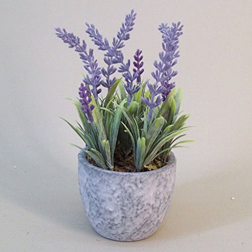 Creative Farmer Herb Garden - English Or True Lavender Kitchen Garden Pack (B0753J9LKB) Amazon Price History, Amazon Price Tracker