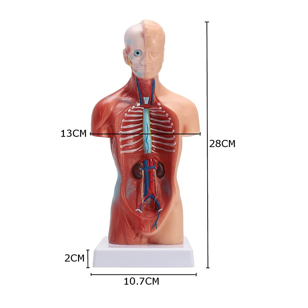 Modelo de anatomía, Torso Humano Desmontable de 28 cm de Alto, Modelo de Torso para niños, Herramienta de Aprendizaje médico, Esqueleto de 15 órganos extraíbles.