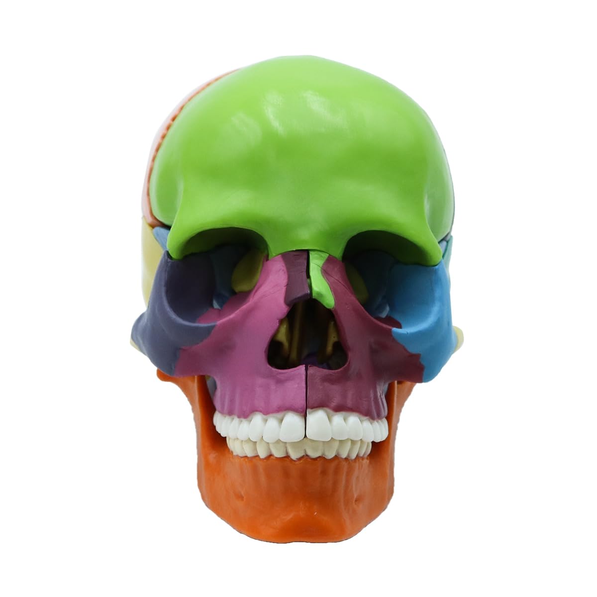 Modello di Teschio Umano Colorato Rimovibile, Modello di Cranio Scheletro a Grandezza Naturale Include 15 Pezzi, Modello di Anatomia del Cranio Medico per Apprendimento