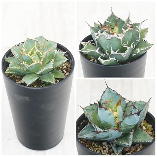 AKx `^m^i3ZbgiubNu[EV[U[EtBO[j3.5