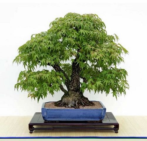 Metasequoia Bonsai Graines 20 szt. - Metasequoia glyptostroboides Nasiona Bonsai Jardinage
