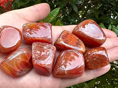Image of GAF TREASURES 1 /2 LB Fire Agate Tumbled Stones, Polished Fire Agate Gemstone, Fire Agate Healing Crystals (Fire Agate)
