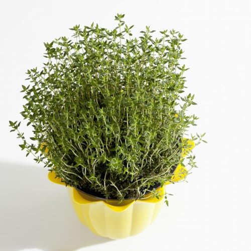 semillas de tomillo rastrero semillas de flores silvestres semillas de hierbas flores pradera Hierbas para el jardín, plantas para el jardín Macetas para plantas con decoración de 250pcs