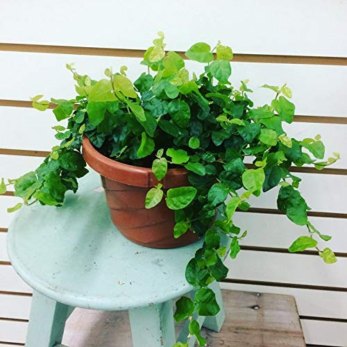 1 Ficus pumila Creeping Fig in 6 Pot Live Plant 1 Ficus pumila Creeping Fig in 6" Pot Live Plant