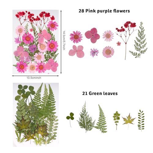 100 Piezas de Flores Secas Prensadas para Manualidades miniatura 3