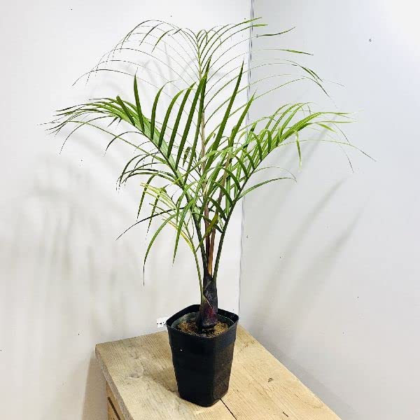 Amazon｜おしゃれ 観葉植物：ミエミツヤシ*ミツヤヤシ 三角ヤシ