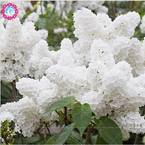 HUHXP100pcs Blue Japanese Lilac (Extremely Fragrant) Clove Flower for Home & Garden. Full Clove Tree Rare Flowers: 2