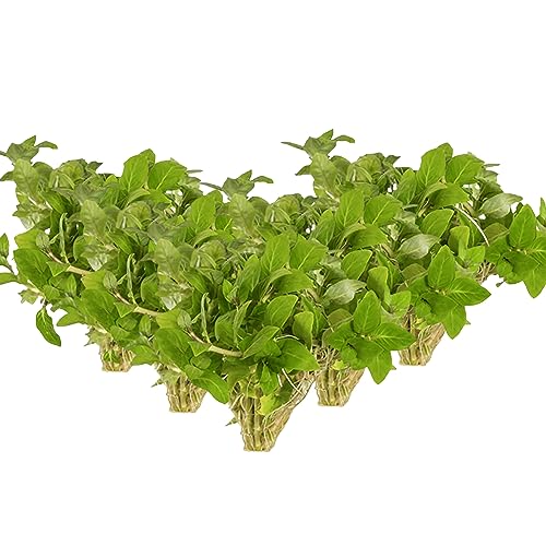 CANTON AQUATICS Staurogyne S Repens Plants - Long Lasting & Easy to Care - Promote High Water Quality and Fast - Growing Live Freshwater Carpet Plant for Aquascaping - 5X Clumps Plants