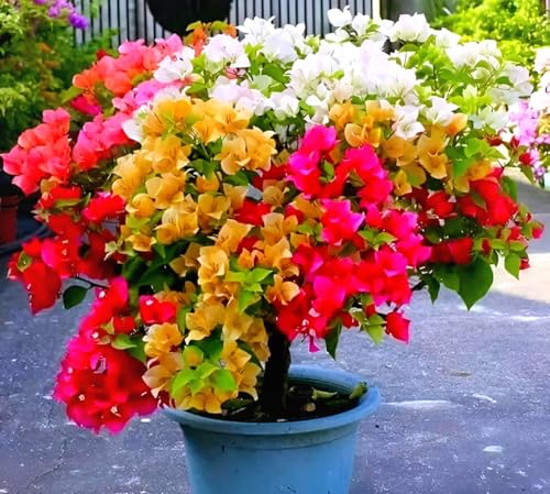 Image of HIDDEN ENTERPRISES 3- Multicolour Bougainvillea Flower Live Plant | Paper Flower Plant with Vibrant Blooms | Beautiful Indoor & Outdoor Flowering Plant | Natural and Organic (Without Pot)
