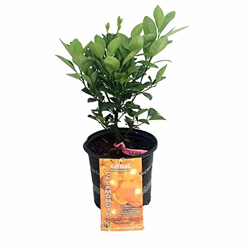 Miniature Orange Tree - Calamondin -8' Pot-NO Shipping to TX, FL, AZ, CA, LA, HI
