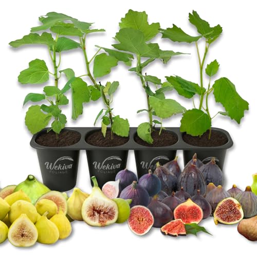 Fig Tree Variety Multipack - 4 Live Starter Plants - Ficus Carica - Grower's Choice Based on Health Beauty and Availability