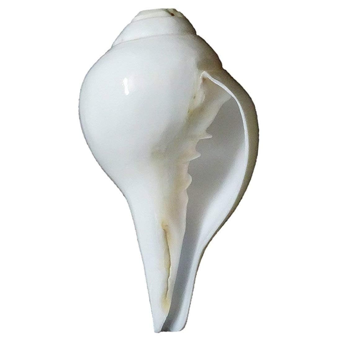 Coquillage de conque soufflant mélodique Shankh blanc naturel pour Pooja, temple, décoration d'intérieur, Feng Shui – Lot de 1 (12,7 cm environ)