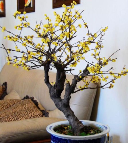 Graines de Chimonanthus praecox, doux d'hiver, arbre très parfumé, bonsaï, peigne SH Paquet de 500 graines