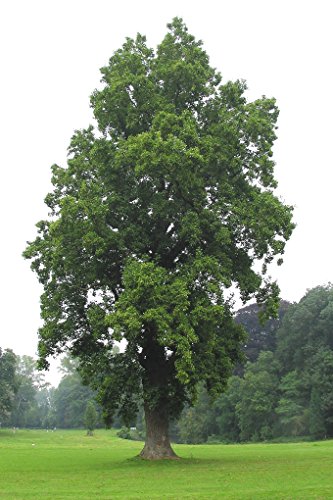 Tulip Poplar | Tree Seed Grow Kit | The Jonsteen Company #TOP5