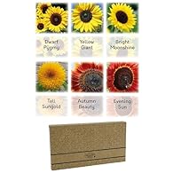 GARDEN VARIETY - Transform your outdoor space with 6 stunning sunflower types, including Yellow Pygmy, Yellow Giant, Moonshine, Tall Sungold, Autumn Beauty, and Evening Sun. Create a vibrant display in your garden. FLEXIBLE GROWING OPTIONS - Whether ...
