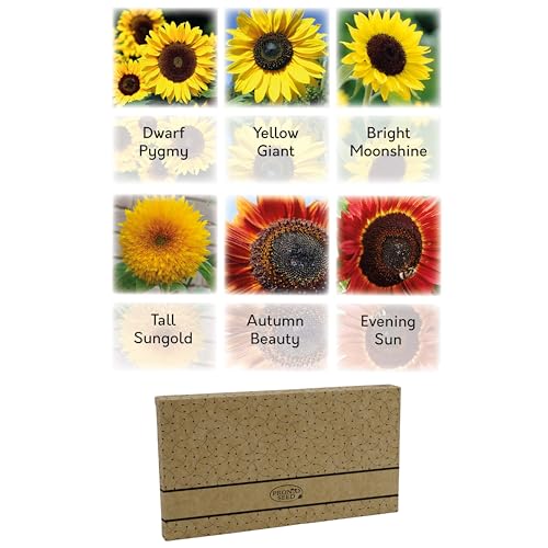 Pronto Seed Sunflower Seeds Collection - Grow Your Own Kit with 6 Stunning Varieties Including Yellow Giant - Perfect for Pots, Beds & Containers - Gardening Gift Set (Sunflower Seeds)