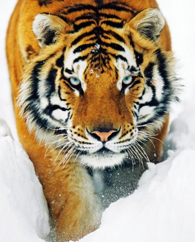 Générique Tiger - Tigre - Snow - Neige - 40X50 Cm Affiche/Poster