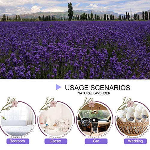 Coolcrafts Dried Lavender Flowers, Dry Lavender Buds Bulk Wholesale Fragrant Lavender For Wedding Toss thumb #3