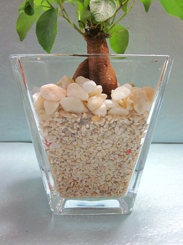 ガジュマル27 Amazon | ハイドロカルチャー 水耕栽培 スクエア 9.5パイ サンゴ砂